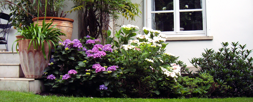Beispiel für Gartenpflege: Gartenhecke mit Blumen, Töpfe mit grünen Pflanzen - so sieht ein gepfleget Garten aus. Mit Erfahrung und Fachwissen erstellt Prieß Garten einen individuellen Pflegeplan für Ihren Garten.