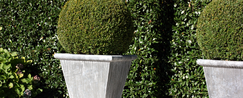 Gartengestaltung mit Pflanzgefäßen aus Buxus im Hintergrund ist eine Buchsbaumhecke.